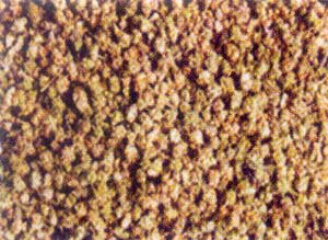 معرفی و راهنمای پرورش گیاهان دارویی - خارخاسک